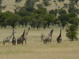 Seronera_and_Lobo2003-030